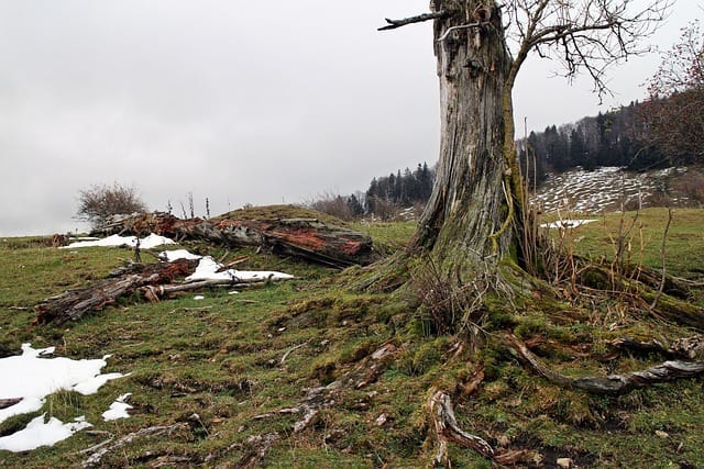 A decaying, dead, weathered tree trunk stands upright on a grassy, mossy hillside with exposed roots. Nearby, another large, reddish-colored log lies on the ground, surrounded by patches of snow.