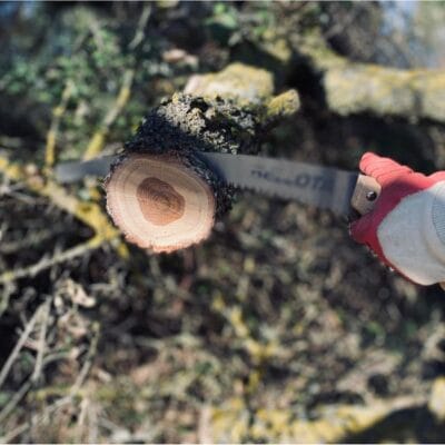 Close up of a professional arborist using a hand saw to prune a tree branch with a clean, precise cut.