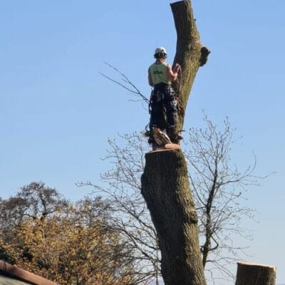 A professional Highfield Tree Care arborist in full climbing harness and safety gear performs precision tree surgery atop a tall trunk in Oldham.