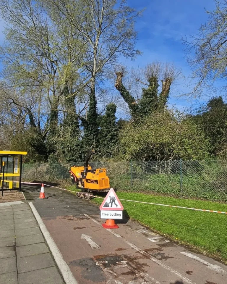 Emergency Tree Removal 4 Service