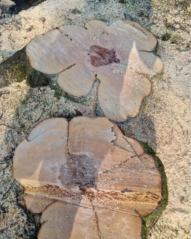 cross-section of a felled beech tree following tree removal at a Lancashire fishery. The inner rings show a dark patch of discolouration – a sign that these trees were decaying from inside.