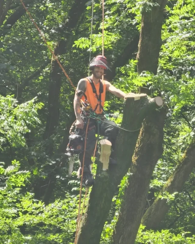 Highfield Tree Care tree surgeon working at height in full PPE including helmet, visor and harness, using rigging ropes during sectional ash tree dismantling in Lancashire woodland