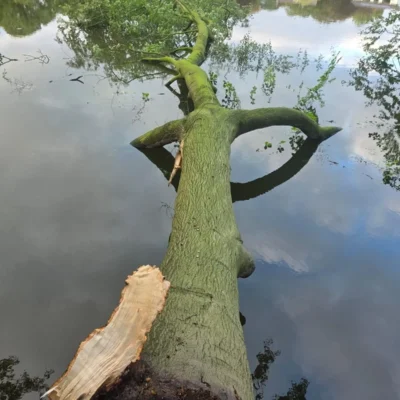 safely remove failed limb from mature beech tree 10 treecare
