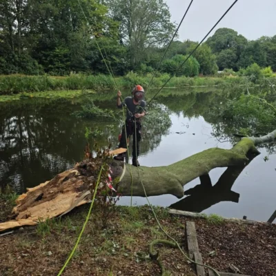 safely remove failed limb from mature beech tree 1 treecare