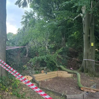 safely remove failed limb from mature beech tree 2 treecare