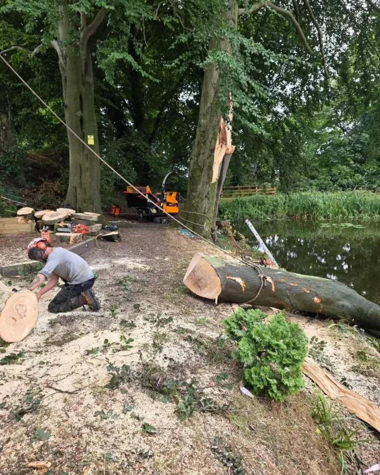 safely remove failed limb from mature beech tree 6 treecare